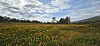 Gul blomstereng foran skog og fjell under en blå og skyet himmel.