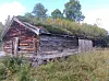 Værbitt tømmerbu med torvtak i høyt gress og grønne omgivelser.