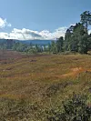 Høstfarget fjellvidde med skog, fjell og blå himmel.
