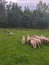 Sauer og lam samlet på en grønn beitemark med en svart-hvit hund i bakgrunnen.