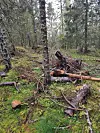 Mosekledd skog med falne trestammer og kvister mellom stående trær.