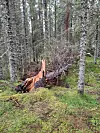 Knekt trestamme omgitt av mose og bjørketrær i skogen.