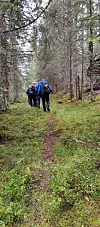 Fire turgåere går på en smal sti i en tett barskog.