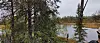 Skog med trær og busker rundt et stille vann under overskyet himmel.