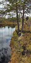 Stille skogstjern med furutrær og høstvegetasjon langs bredden.