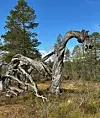 Værslitt dødt tre med vridde grener i en skog under blå himmel.