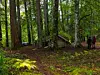Liten trehytte i tett grønn skog med to personer på en sti til høyre.