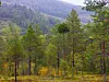 Skog med furutrær og løvverk foran en skogkledd fjellside.