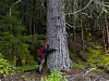 En vandrer omfavner et stort tre i en grønn barskog.