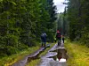 Turgåere går på en våt sti gjennom tett skog.