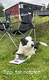 Svart- og hvit hund ligger i gresset ved stoler og papirer fra et utendørs kurs.