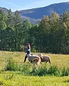 Person med rød caps går med flere sauer på en eng foran skogkledde fjell.