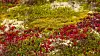 Nærbilde av et fargerikt plantedekke med mose, lav og små blomster.