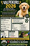 Plakat for valpekurs 2026 med en golden retriever-valp, kursinformasjon og grønne poteavtrykk.