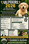 Plakat for valpekurs 2026 med en golden retriever, kursinformasjon og grønne poteavtrykk.