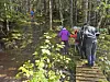 Gruppe turgåere på en trebro i en grønn skog
