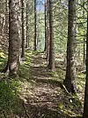 Smal sti gjennom høy granskog med mose, steiner og grønt underlag.
