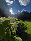 Hvite blomster i en solfylt hage med skog og blå himmel i bakgrunnen.