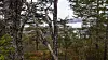 Skog med høstfarger, trestammer og utsyn mot vann og fjell.