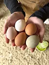 Hender som holder fem egg.