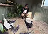 Person sitter i en hønsegård omgitt av flere høns.