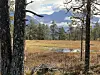 Myr mellom furutrær med fjell og skyet himmel i bakgrunnen.
