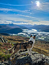 Hund i sele på en fjelltopp med dal, innsjøer og fjell i bakgrunnen.