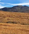 Gyllen fjellvidde med mørk fjellrygg og blå himmel.