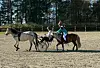 Rytter på brun hest ved siden av en vogn med lys hest og kusk på en ridebane.