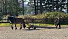 Brun hest og person på en gruslagt ridebane foran en skog.