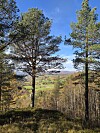 Dalføre med åkrer og skog mellom høye furutrær i klart høstvær.