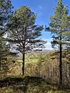 Dalføre med åkrer og skog mellom høye furutrær i klart høstvær.