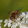 Nærbilde av en blomsterflue på små hvite blomster mot grønn bakgrunn.