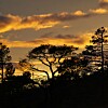 Silhuett av trær mot en oransje og gyllen himmel ved solnedgang.