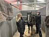 Hest i stall mellom to personer som tar av travutstyr
