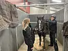 Hest i stall mellom to personer som tar av travutstyr