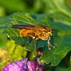Makrobilde av et gullfarget insekt med mørke vinger på et grønt blad.